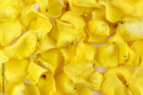 Rose petals as background. Beautiful petals of yellow rose withered put, texture lobe flower background, feeling perfume, Valentine's day concept.