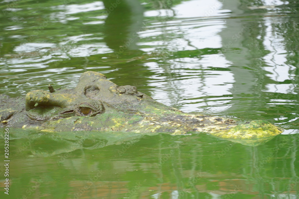 close up of salt water crocodile. close up of salt water crocodile.