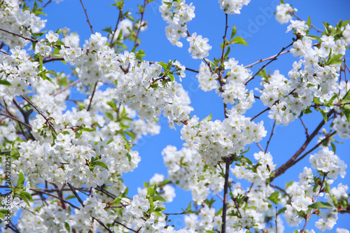 Blossoming cherry tree. White flowers