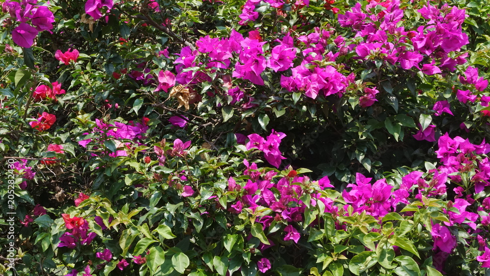 Fototapeta premium flor buganvilia 