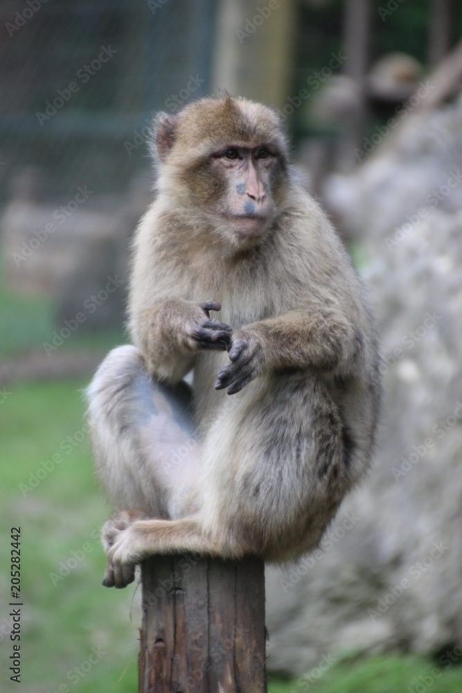 Monkey on the trunk