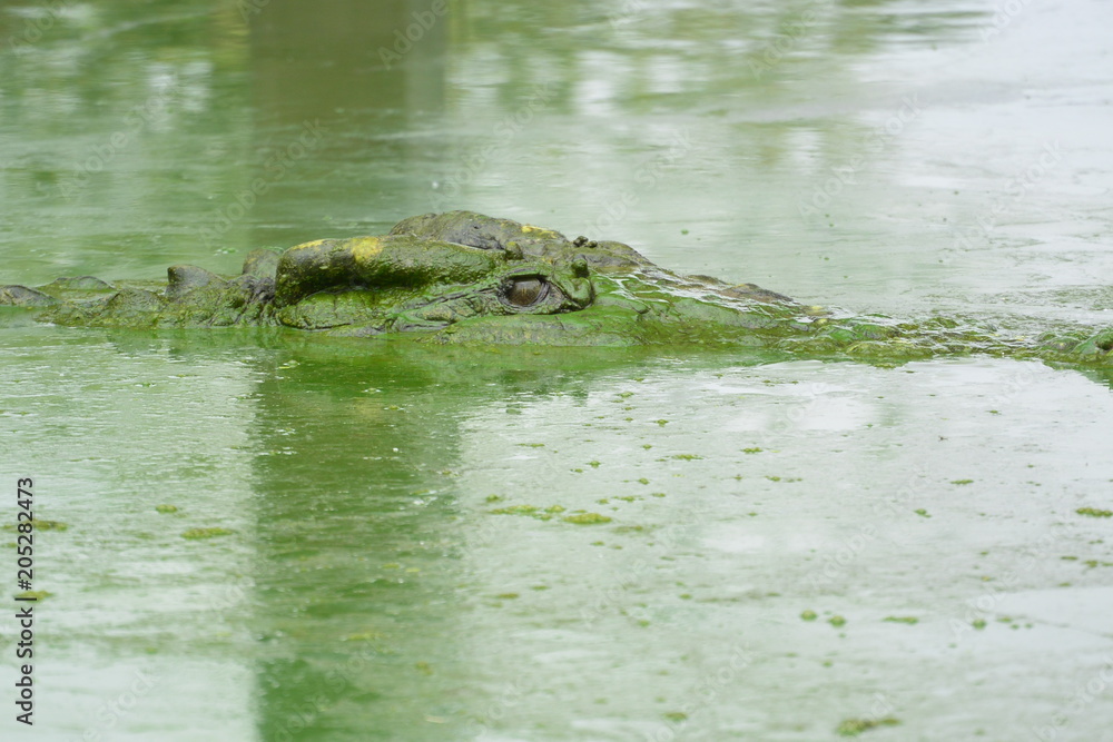 Obraz premium close up of salt water crocodile.