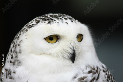 the look of the white owl © artesenc