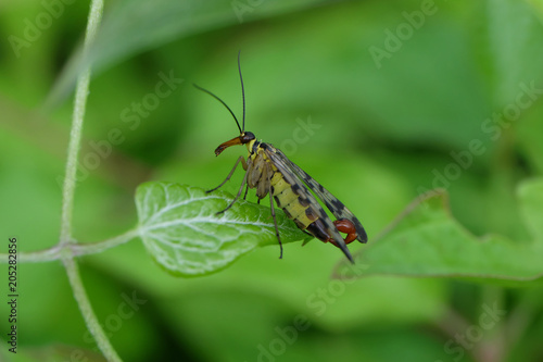 Scorpion fly - insect of the year - Stockphoto © Westwind