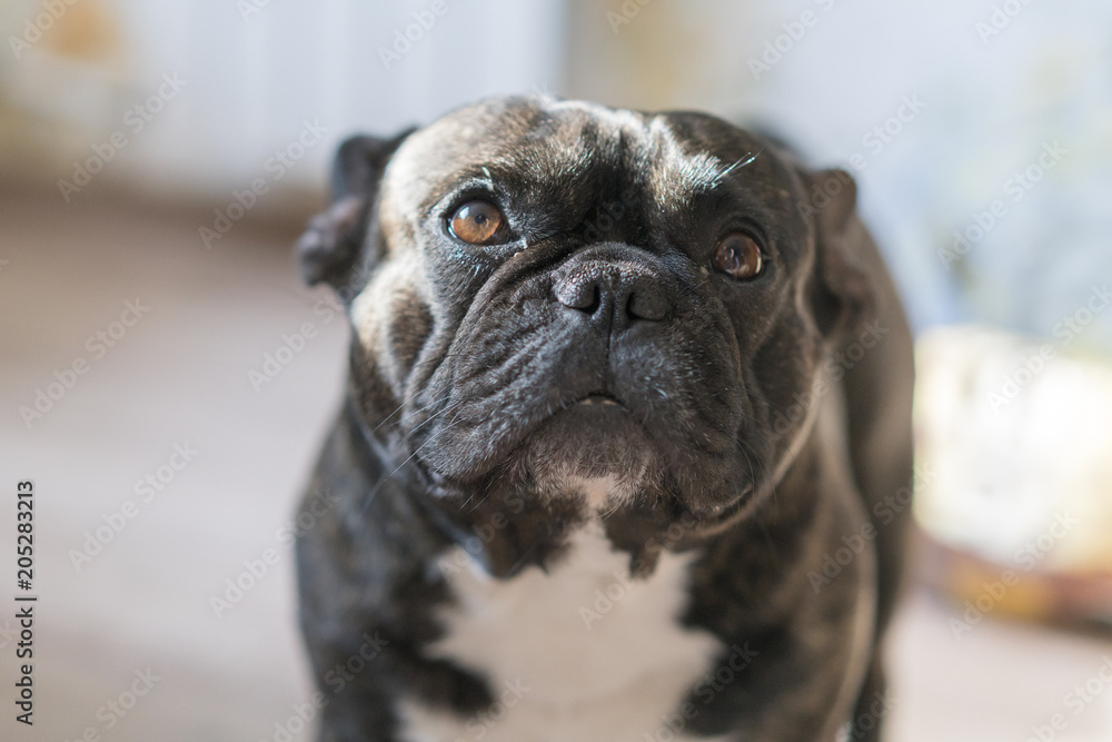 Black french bulldog with blur background. dog with sad eyes