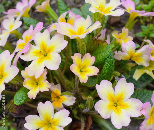 Early spring: Primroses in natural environment. (Primula vulgaris)