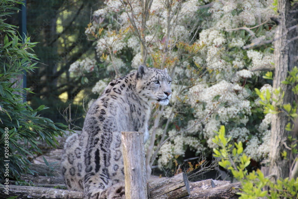 Fototapeta premium Snow leopard