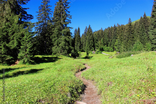 Ścieżka na polanie