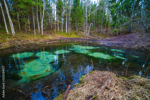 Freshwater springs of Saula  Estonian landmark. Pure water and colored bottom of a pond in the forest.