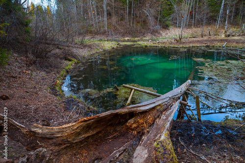 Freshwater springs of Saula, Estonian landmark. Pure water and colored bottom of a pond in the forest, bare fallen tree at the foreground
