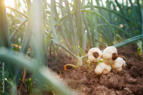 young garlic on garden ground
