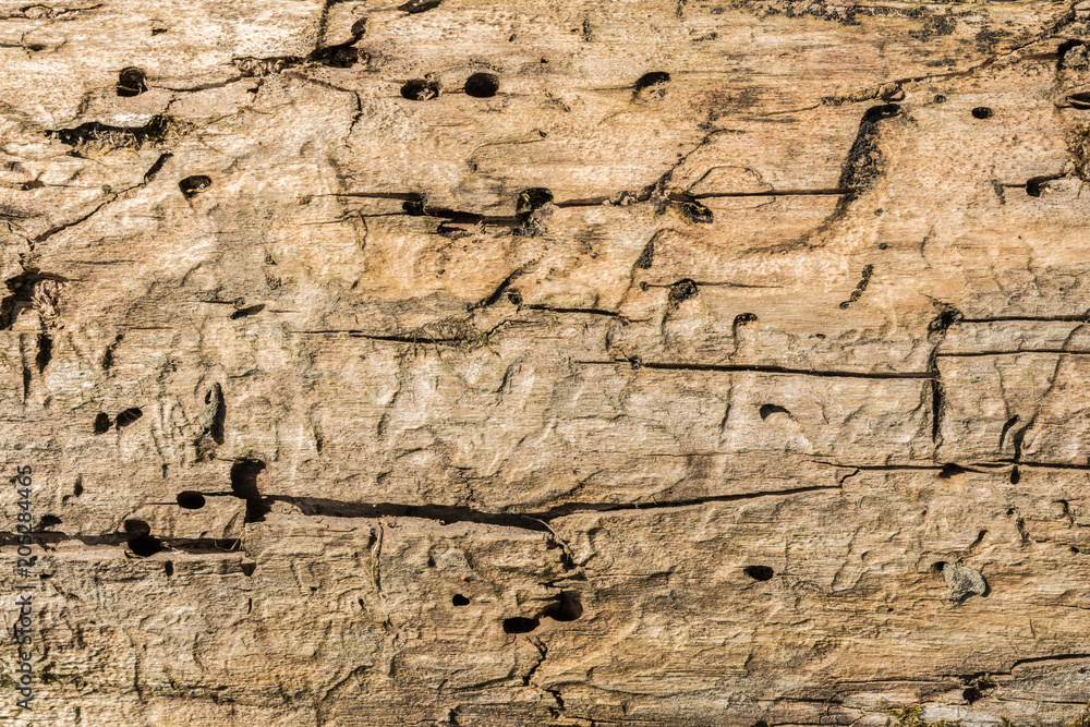the texture of old dry weathered cracked wood, cracks along the fibers of logs, close-up abstract background the texture of old dry weathered cracked wood, cracks along the fibers of logs, close-up abstract background