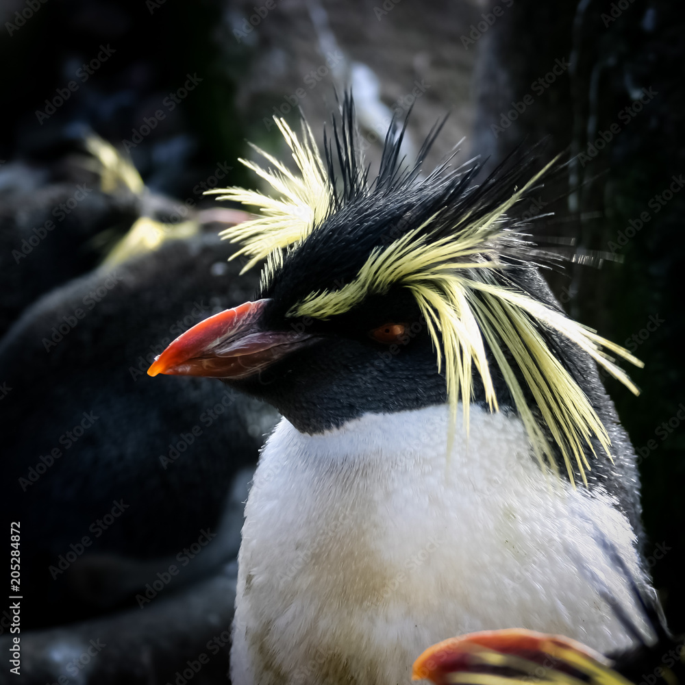 Naklejka premium Close-up View of a Royal Penguin
