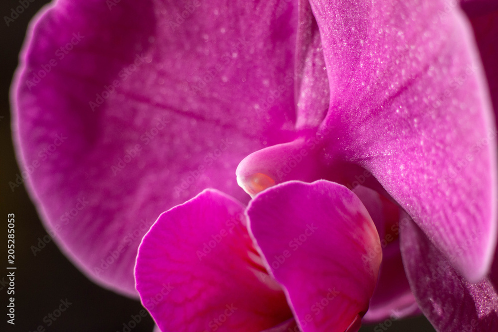 Naklejka premium Orchid makro