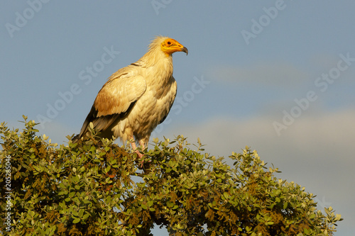 Egyptian vulture, Neophron percnopterus © Jesus