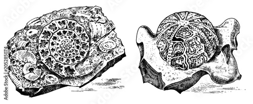 Fragment fossils, skeleton of prehistoric dead animals in stone. Ammonite and trilobite, Sea urchin and Crinoid. Archeology or paleontology. engraved hand drawn old vintage sketch. Vector illustration