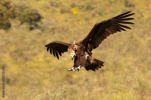 Black vulture. Aegypius monachus