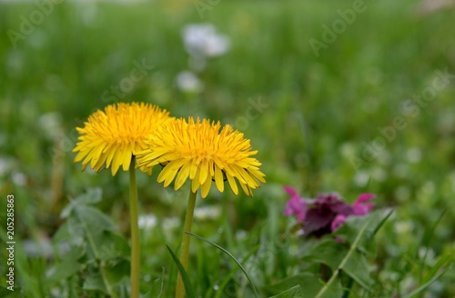 Fototapeta Naklejka Na Ścianę i Meble -  Dandelion in the grass