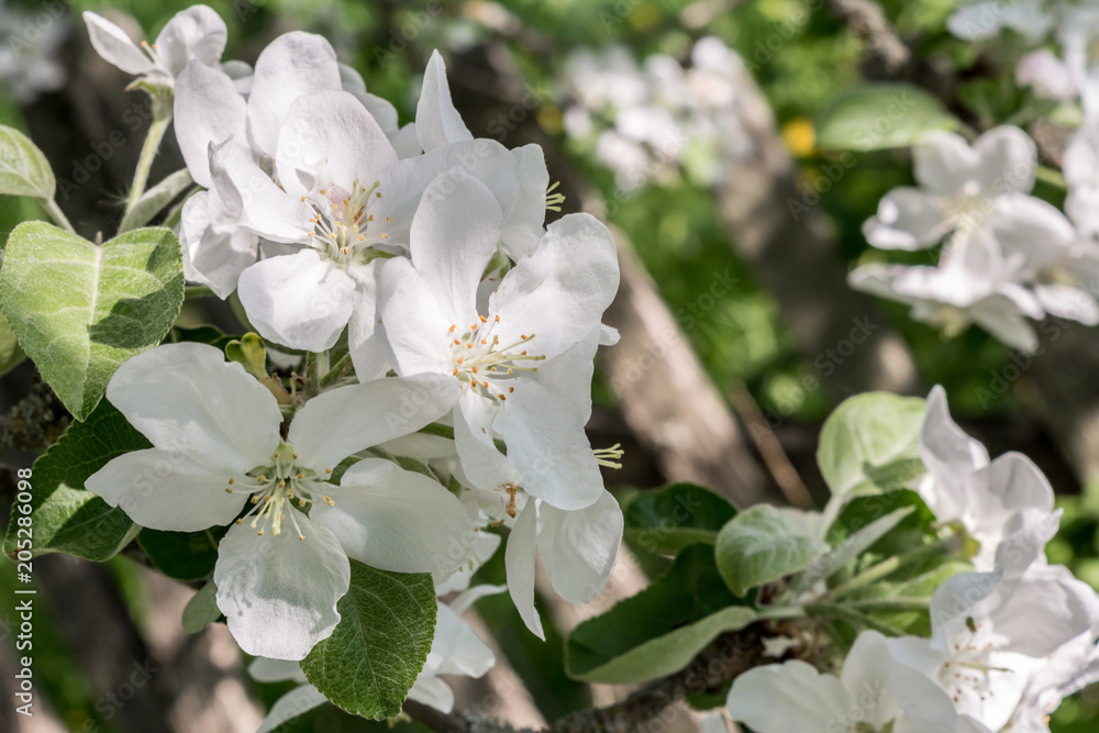 branch of an apple tree with white flowers and green leaves, a blooming garden tree, nature background branch of an apple tree with white flowers and green leaves, a blooming garden tree, nature background