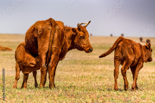 Young calf drinks milk from cow in field © Yakov