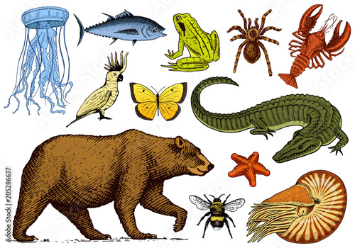 Set of animals. Reptile amphibian mammal insect. Bug Bear shell jellyfish crocodile butterfly fish lobster spider. Classification of wild creatures and biology. Engraved hand drawn old vintage sketch.