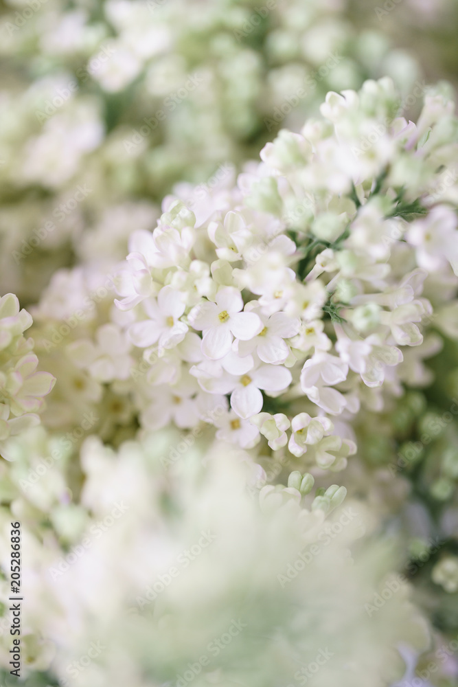 Close-up white lilac in glass vase on wooden table. Lots of buds. Floral natural backdrop. Flower shop concept Close-up white lilac in glass vase on wooden table. Lots of buds. Floral natural backdrop. Flower shop concept