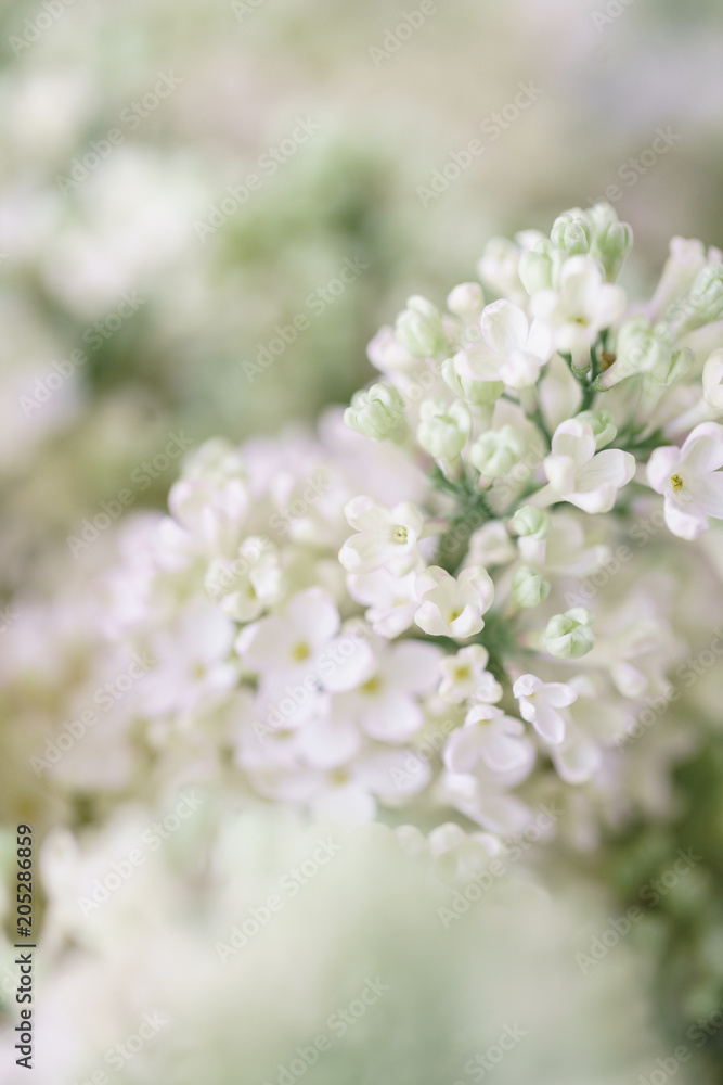 Close-up white lilac in glass vase on wooden table. Lots of buds. Floral natural backdrop. Flower shop concept Close-up white lilac in glass vase on wooden table. Lots of buds. Floral natural backdrop. Flower shop concept
