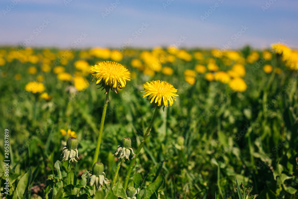 Yellow Dandelions on the field in the daylight Yellow Dandelions on the field in the daylight