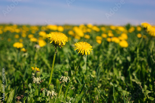 Yellow Dandelions on the field in the daylight