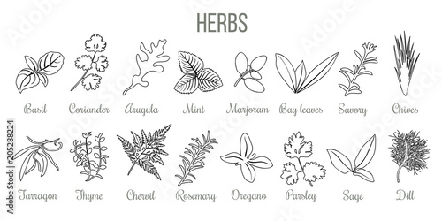 Set of popular culinary herbs. realistic style. icon outline sketch Basil, coriander, mint, rosemary, basil, sage, thyme, parsley silhouette