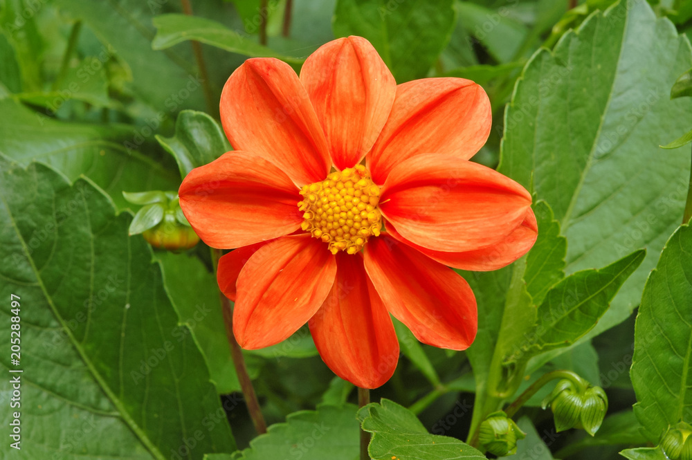 One of the species of Dahlia flowers genus in garden