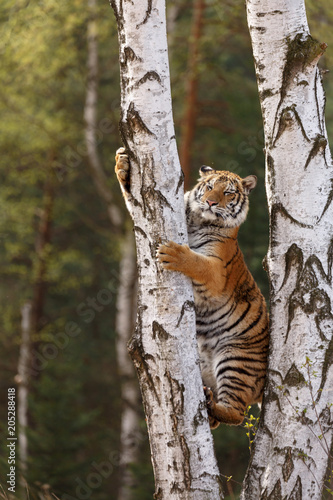 Fototapeta Naklejka Na Ścianę i Meble -  Tiger klettert