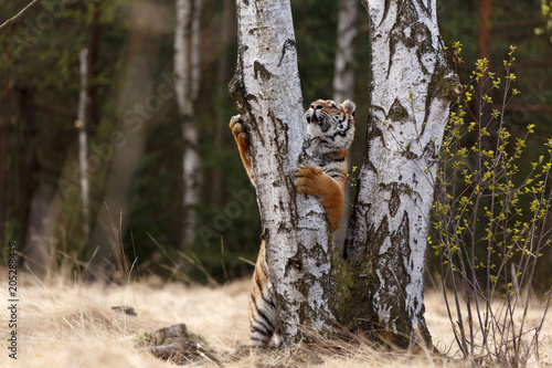 Fototapeta Naklejka Na Ścianę i Meble -  Tiger klettert