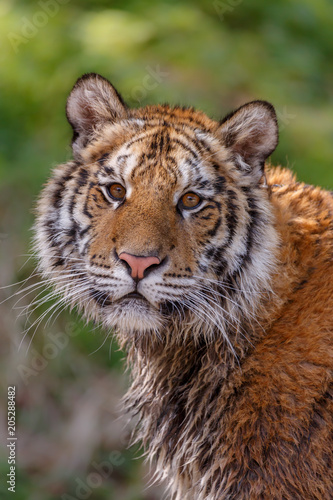Fototapeta Naklejka Na Ścianę i Meble -  Tigerkopf