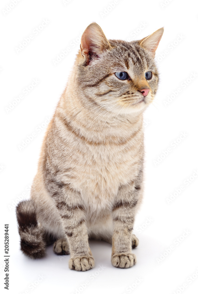 Obraz premium Cat on a white background