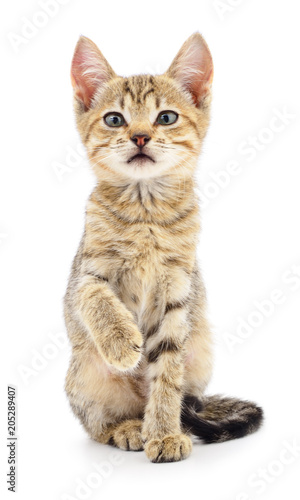 Kitten on white background.