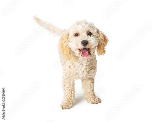 Obraz na plátně Cute Happy Poodle Crossbreed Dog Standing