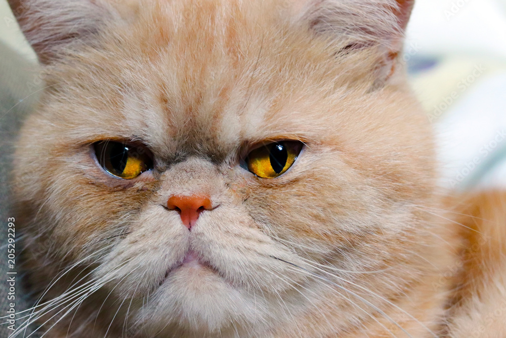 Muzzle of a red cat exotic breed closeup Muzzle of a red cat exotic breed closeup