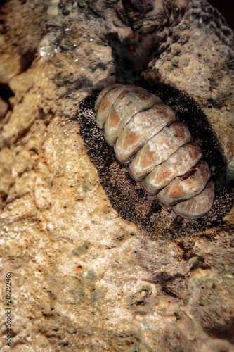 Sea mollusk Heaton. Old molyusk on the stone. photo