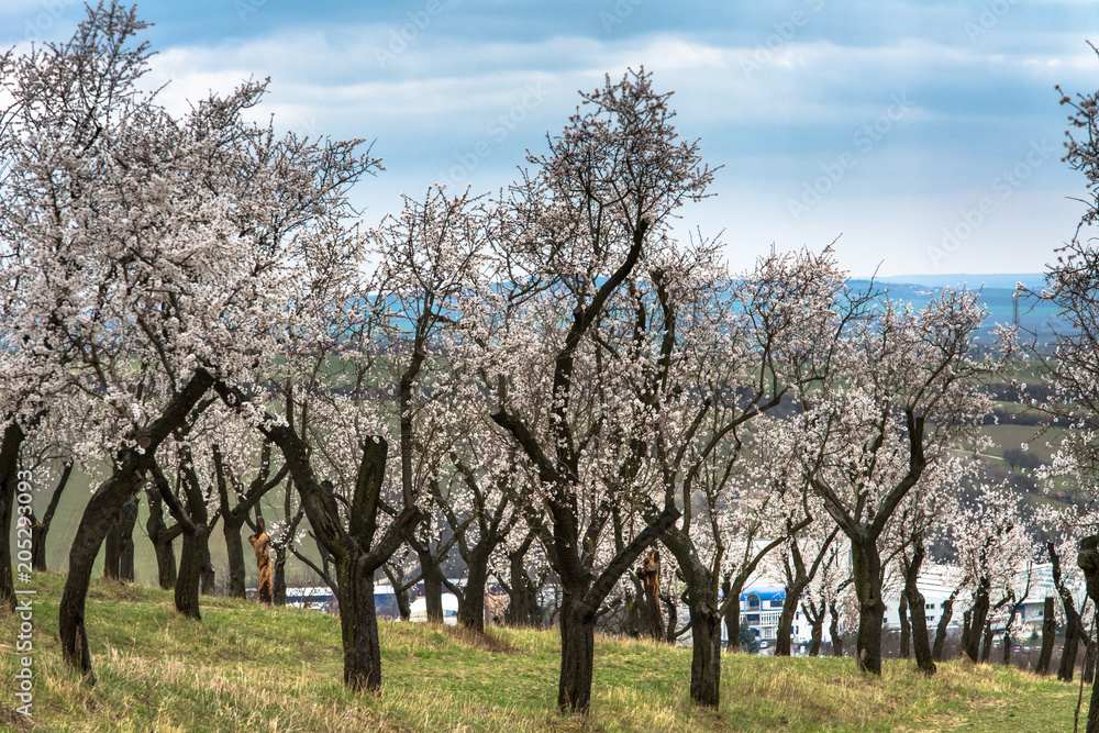 Almond orchard near Hustopece, Czech Republic, Europe Almond orchard near Hustopece, Czech Republic, Europe