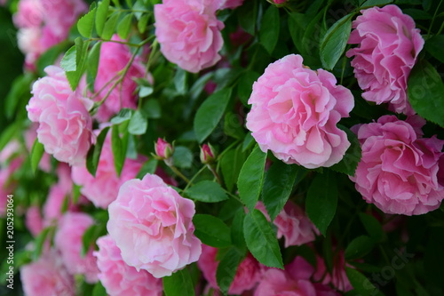 Rosa Ramblerrosen, Kletterrosen in voller Blüte