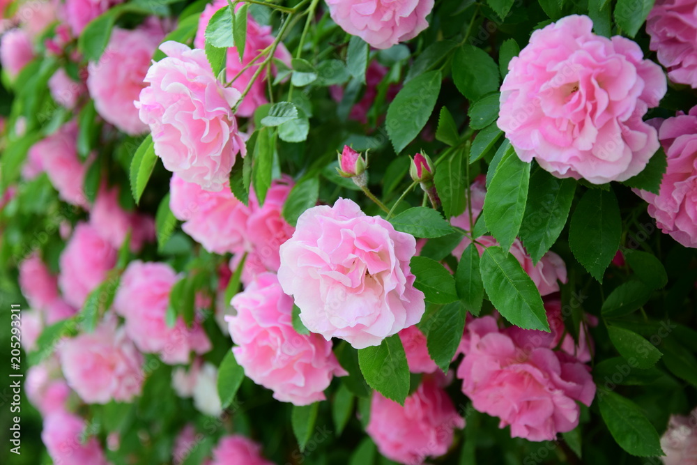 Rosen in voller Blüte, Ramblerrosen in rosa