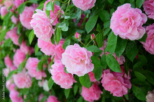 Rosen in voller Bl  te  Ramblerrosen in rosa