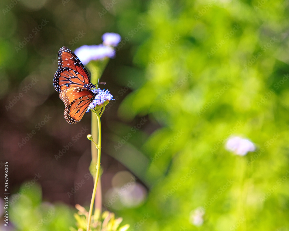Obraz premium Monarch Butterflies on Wildflowers