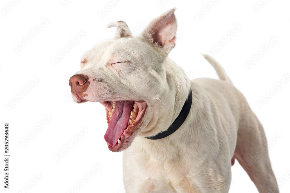 Nervous Pit Bull Dog Laughing