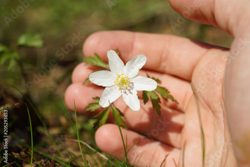 Springtime is the moment for snowdrop anemone.