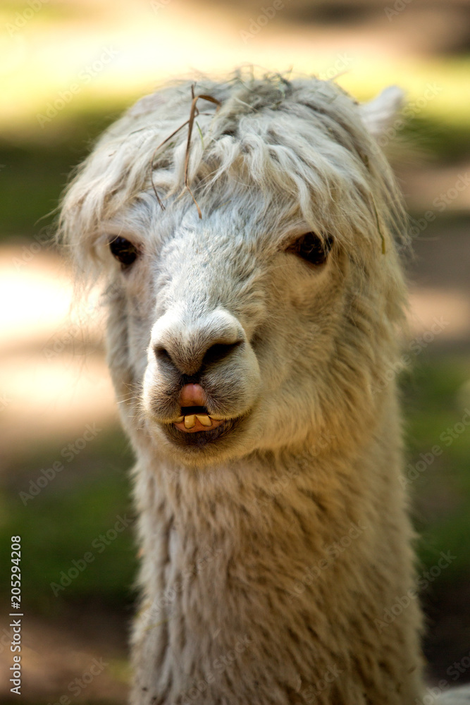 llama, alpaca, animals, wool, farm, haircut, nature