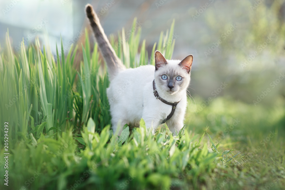 Cat walking in grass. Spring. Thai cat Cat walking in grass. Spring. Thai cat
