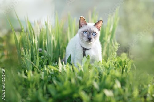 Cat sitting in grass. Spring. Thai cat