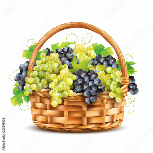 Basket with ripe grapes isolated on white. Vector illustration.